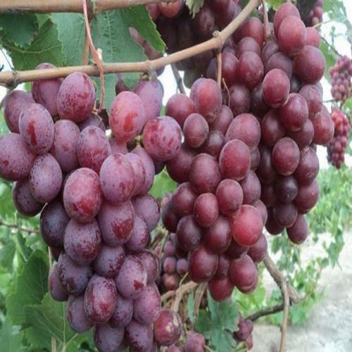 نهال انگور