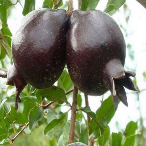 نهال انار