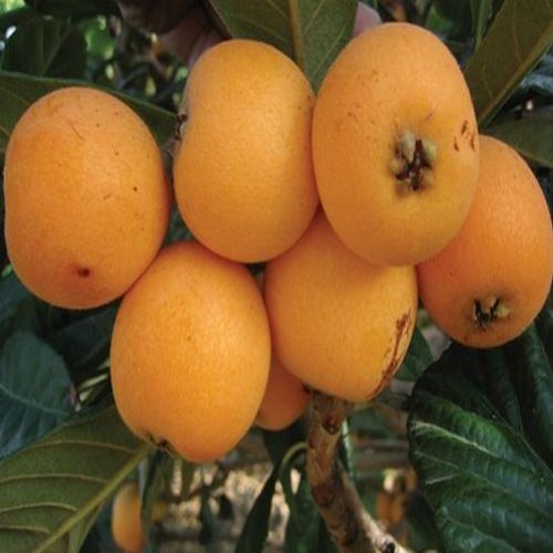 نهال ازگیل