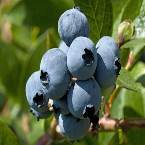نهال بری ها