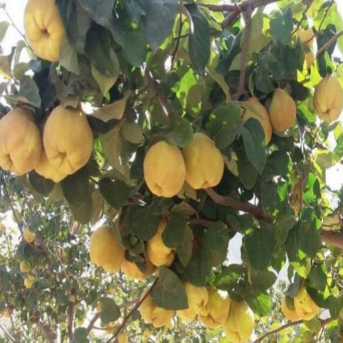 نهال به