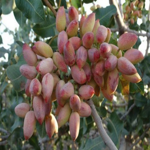 نهال پسته