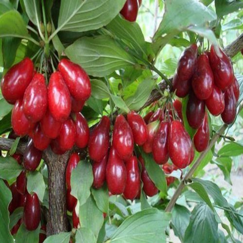 نهال زغال اخته