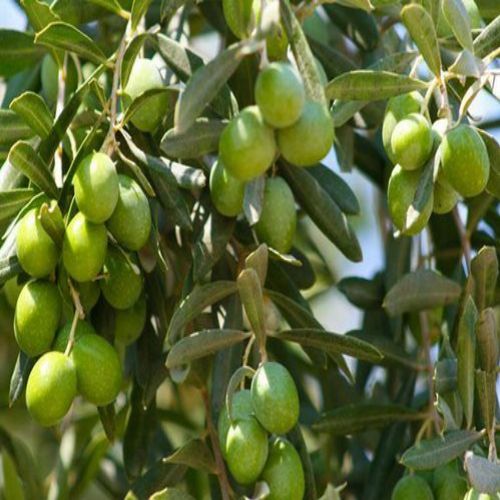 نهال زیتون