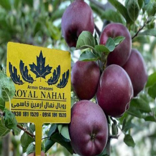 نهال سیب