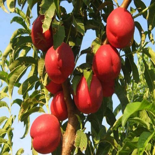 نهال شلیل