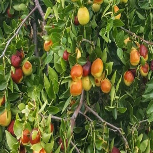 نهال عناب