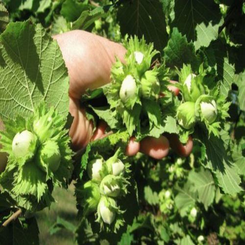 نهال فندق
