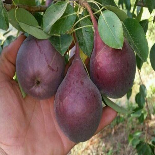 نهال گلابی