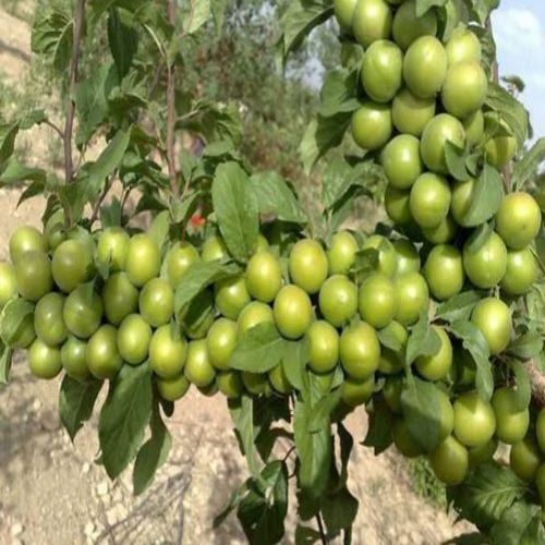 نهال گوجه