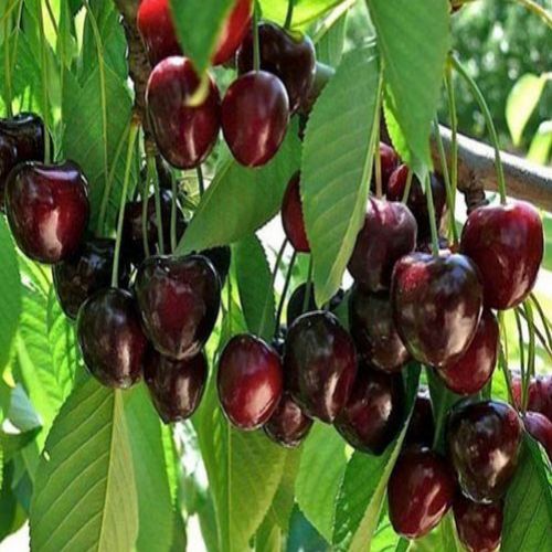 نهال گیلاس