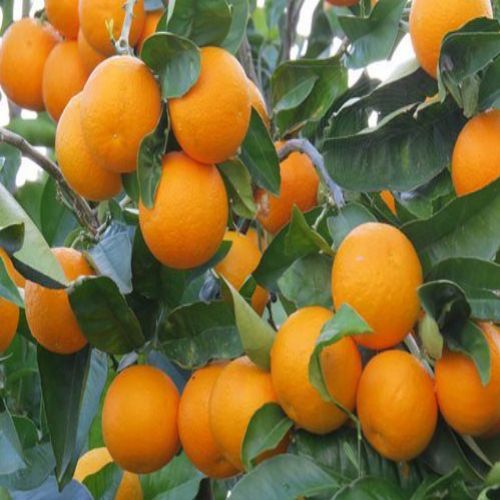 نهال مرکبات